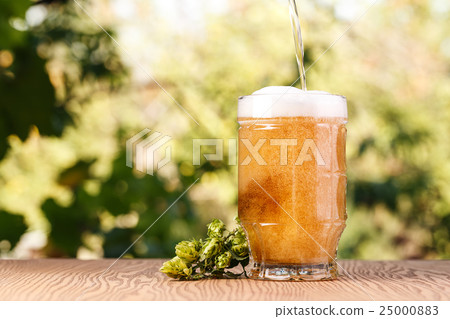 A glass of cold beer with hops outdoors. A glass of cold beer with hops outdoors. 25000883