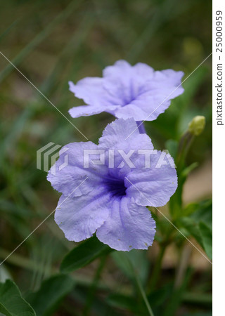 Violet flower. 25000959