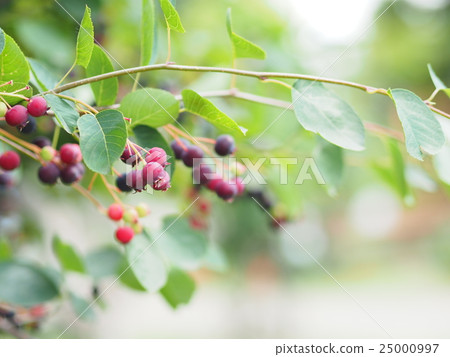 六月的果實肚子 25000997