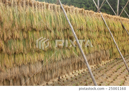 rice farming 25001168