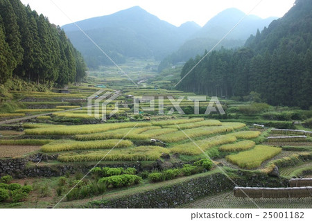 rice farming 25001182