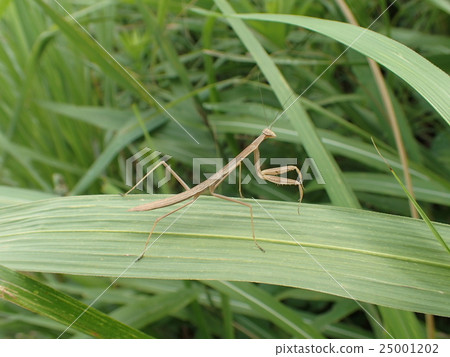 螳螂幼蟲 螳螂幼蟲 25001202