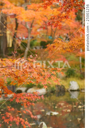 Autumn leaves Autumn leaves 25001256