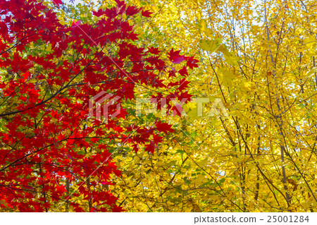 red maple leaves 25001284