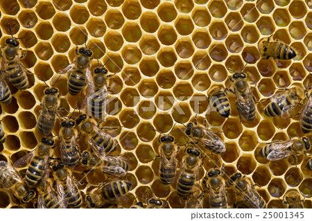 bees swarming on a honeycomb bees swarming on a honeycomb 25001345
