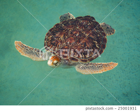 Green turtle Green turtle 25001931