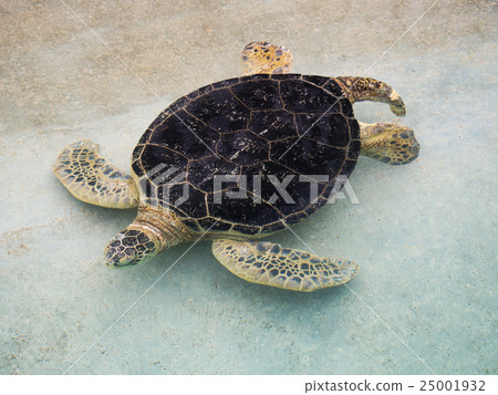 綠海龜 綠海龜 25001932