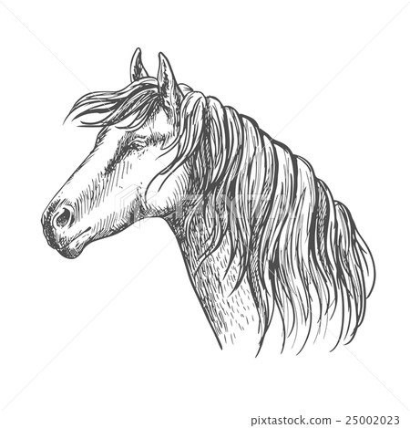 White horse with mane along neck sketch portrait White horse with mane along neck sketch portrait 25002023