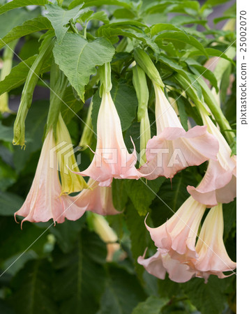Angel trumpet 25002070