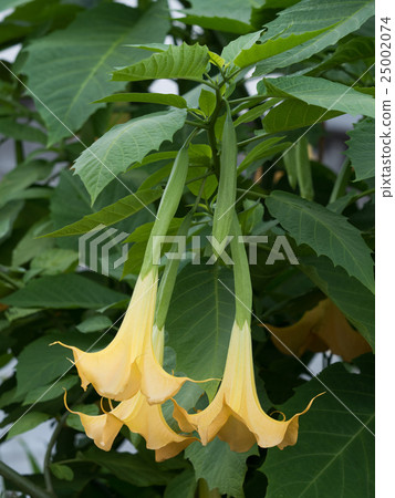 Angel trumpet 25002074