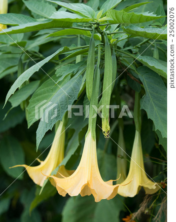 Angel trumpet 25002076