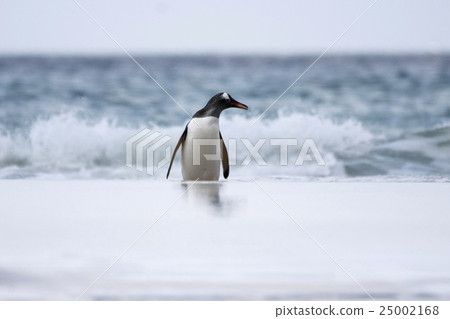 從海上回來的Gentoo企鵝 從海上回來的Gentoo企鵝 25002168
