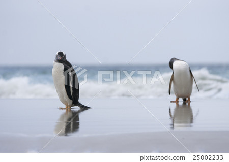 Gentoo penguin who came back from the sea 25002233