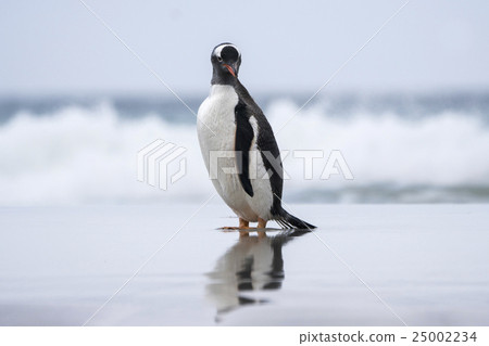 Gentoo penguin who came back from the sea 25002234