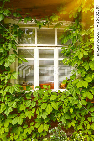 old house window and wild grape leafs old house window and wild grape leafs 25002387