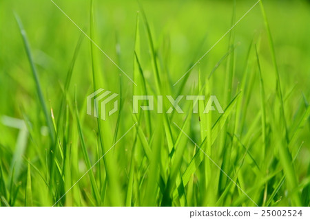 草坪豆芽 25002524