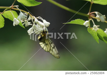 Absba slopes sucking ego honey 25002804