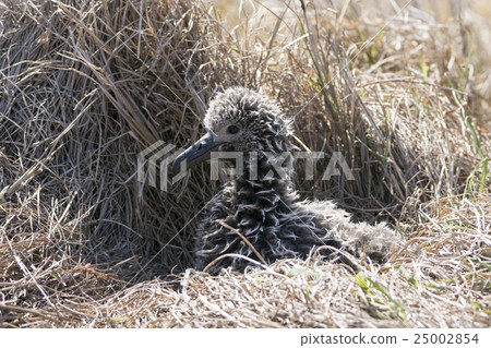 Cocotyledon chicks Cocotyledon chicks 25002854