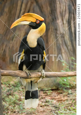 Great hornbill 25003471