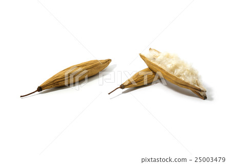 Isolated cotton seed on white background Isolated cotton seed on white background 25003479