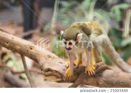 Squirrel Monkey and baby Squirrel Monkey and baby 25003480