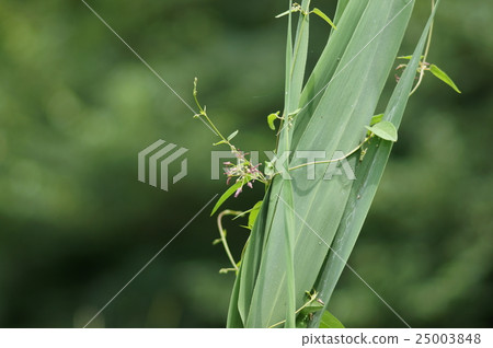 豇豆毛蟲葉子尖頂詞根Vincetoxicum sublanceolatum 25003848