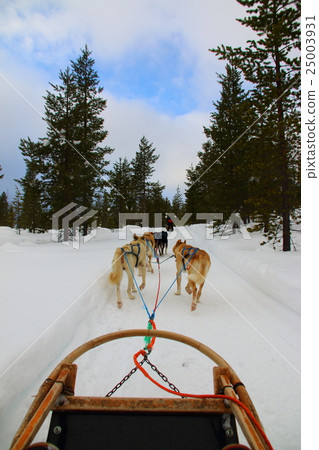 Dog sled Finland 25003931