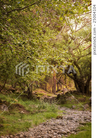 Rocky road in old forest Rocky road in old forest 25004104