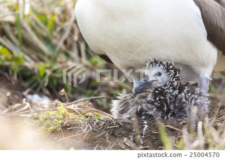 Cocotyledon的父母和孩子 25004570