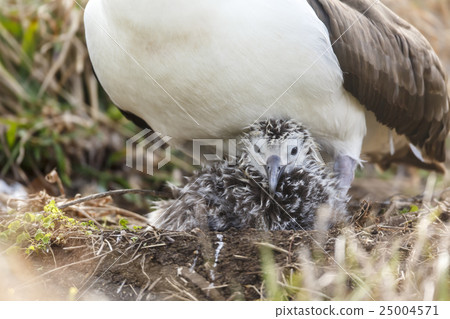 Cocotyledon的父母和孩子 25004571