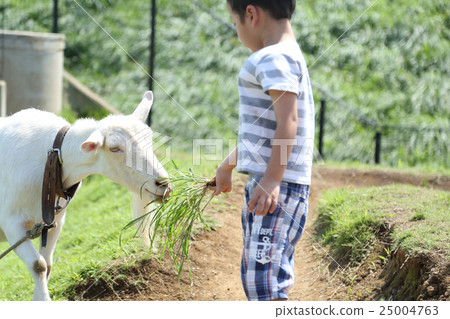 A child touching a goat 25004763