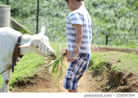 A child touching a goat 25004764