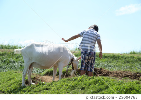 A child touching a goat 25004765