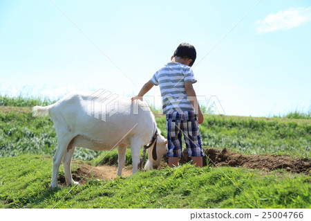 A child touching a goat 25004766