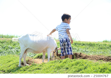 A child touching a goat 25004767