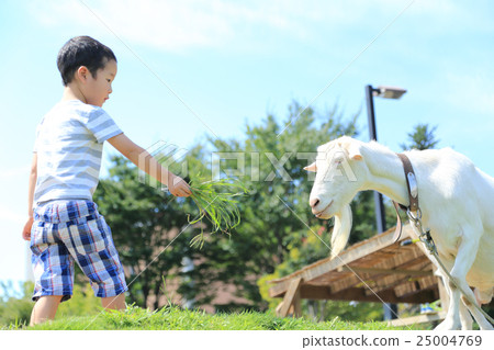 A child touching a goat 25004769