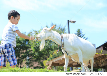 A child touching a goat 25004770