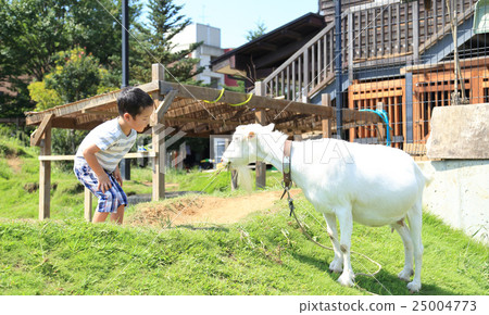 A child touching a goat 25004773