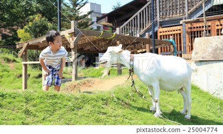 A child touching a goat 25004774