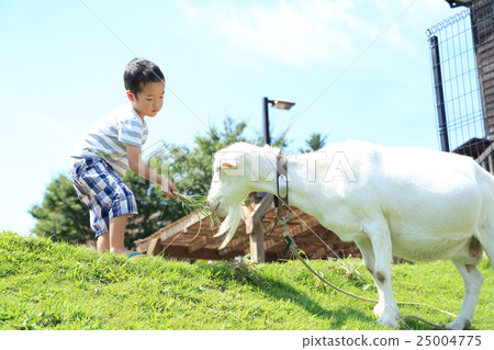 A child touching a goat 25004775