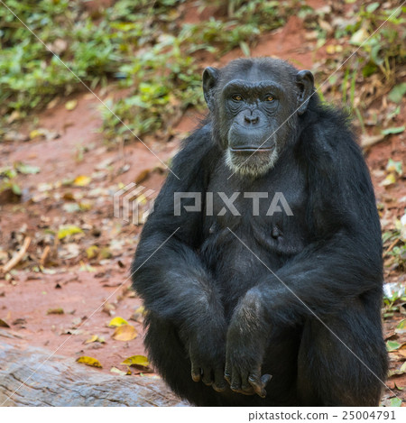 Chimpanzee animal relaxing Chimpanzee animal relaxing 25004791