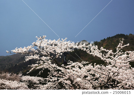 Biwako Valley cherry blossoms scenery 25006015