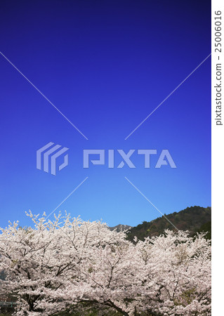 Biwako Valley cherry blossoms scenery Biwako Valley cherry blossoms scenery 25006016