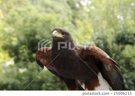Harris Hawk 25006215