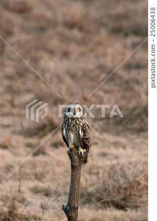 Owl Owl 25006438
