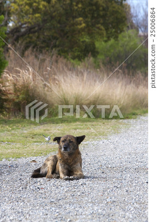 Stray dog Stray dog 25006864