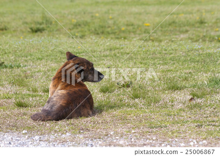 Stray dog Stray dog 25006867