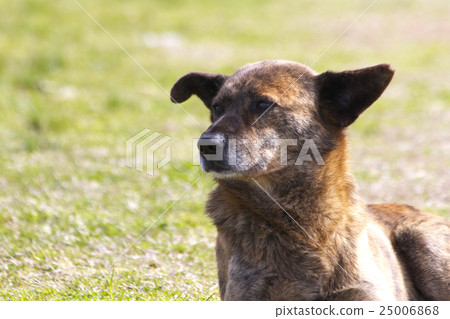 Stray dog Stray dog 25006868