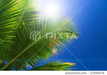 Palm tree Palm tree 25006876