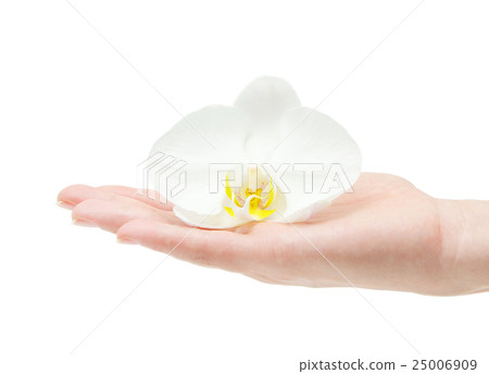 Orchid flower in hand isolated on white Orchid flower in hand isolated on white 25006909